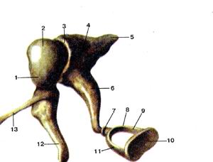 
  Рис. 390. Слуховые косточки (ossicula auditis), правые. I-молоточек; 2-головка 
  молоточка; 3-наковальне-молоточковый сустав; 4-наковальня; 5-короткая ножка 
  наковальни; 6-длинная ножка наковальни; 7-наковальне-стременной сустав; 8-стремя; 
  9-задняя ножка стремени; 10-основание стремени; 11-передняя ножка стремени; 
  12-рукоятка молоточка; 13-передний отросток молоточка.
  Fig. 390. Слуховые косточки, правые.
  1-malleulus; 2-caput mallei; 3-articulatio incudomallcaris; 4-incus; 5-crus 
  breve; 6-crus longum; 7-articulatio incudostapedia; 8-stapes; 9-crus posterias 
  (stapedis); 10-basis stapedis; 11-crus anterius (stapedis); 12-manubrium mallei; 
  13-processus anterior.
  Fig. 390. Auditory ossicles of the right side.
  I-malleus; 2-head of malleus; 3-incudomallear joint; 4-incus; 5-short limb (of 
  incus); 6-long limb (of incus); 7-incudostapedius join; 8-slapes; 9-pOSterior 
  limb ol'slapes; 10-base of stapes; 11 -anterior limb of stapes; 12-handle of 
  malleus: 13-anterior process of malleus.